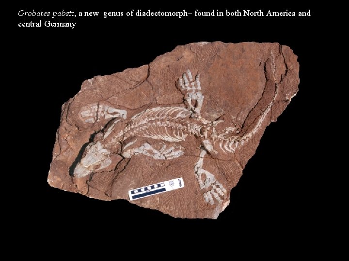 Orobates pabsti, a new genus of diadectomorph– found in both North America and central