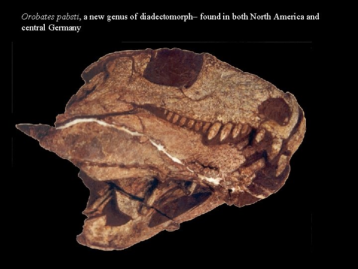 Orobates pabsti, a new genus of diadectomorph– found in both North America and central