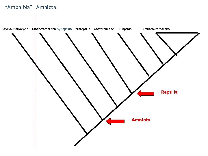 “Amphibia” Amniota Seymouriamorpha Diadectomorpha Synapsida Parareptilia Captorhinidae Diapsida Archosauromorpha Reptilia Amniota 