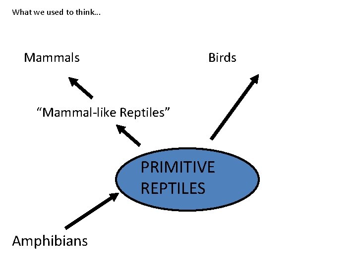 What we used to think. . . Mammals Birds “Mammal-like Reptiles” PRIMITIVE REPTILES Amphibians