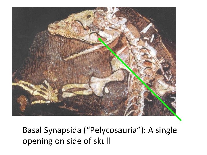 Basal Synapsida (“Pelycosauria”): A single opening on side of skull 