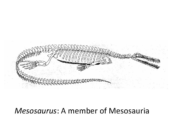 Mesosaurus: A member of Mesosauria 