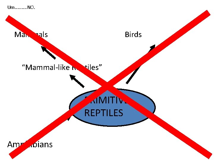 Um. . NO. Mammals Birds “Mammal-like Reptiles” PRIMITIVE REPTILES Amphibians 