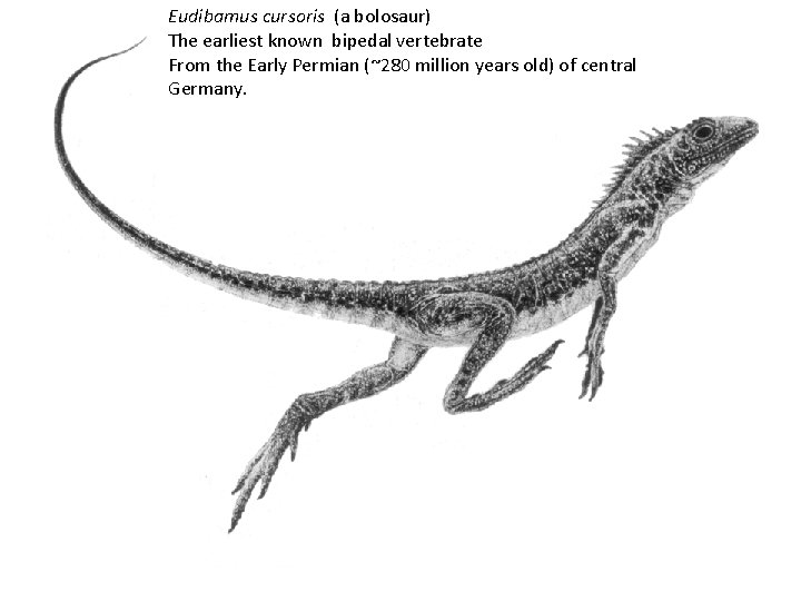 Eudibamus cursoris (a bolosaur) The earliest known bipedal vertebrate From the Early Permian (~280