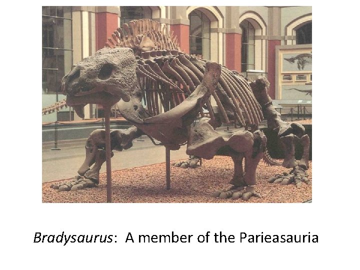 Bradysaurus: A member of the Parieasauria 