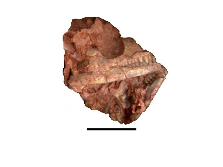 1 cm New taxon: (Albright, in prep) New, miniature, captorhinid with three rows of