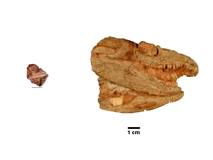 1 cm 