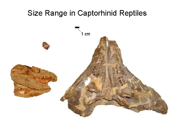 Size Range in Captorhinid Reptiles 1 cm New taxon (All specimens collected by Everett