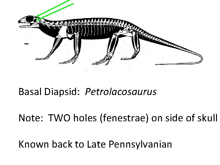 Basal Diapsid: Petrolacosaurus Note: TWO holes (fenestrae) on side of skull Known back to