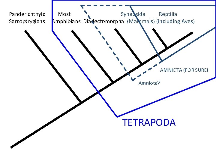 Panderichthyid Most Synapsida Reptilia Sarcoptrygians Amphibians Diadectomorpha (Mammals) (including Aves) AMNIOTA (FOR SURE) Amniota?