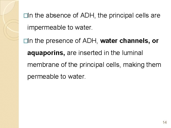 �In the absence of ADH, the principal cells are impermeable to water. �In the