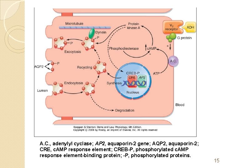 A. C. , adenylyl cyclase; AP 2, aquaporin-2 gene; AQP 2, aquaporin-2; CRE, c.