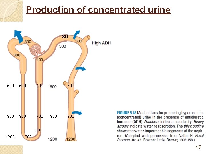 Production of concentrated urine 80 600 400 900 700 600 900 1000 1200 17