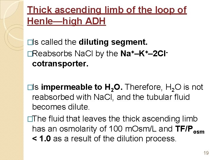 Thick ascending limb of the loop of Henle—high ADH �Is called the diluting segment.