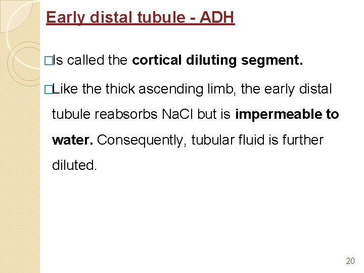 Early distal tubule - ADH �Is called the cortical diluting segment. �Like thick ascending