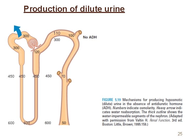 Production of dilute urine 110 450 600 450 70 600 25 