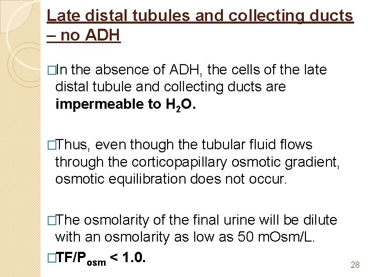 Late distal tubules and collecting ducts – no ADH �In the absence of ADH,