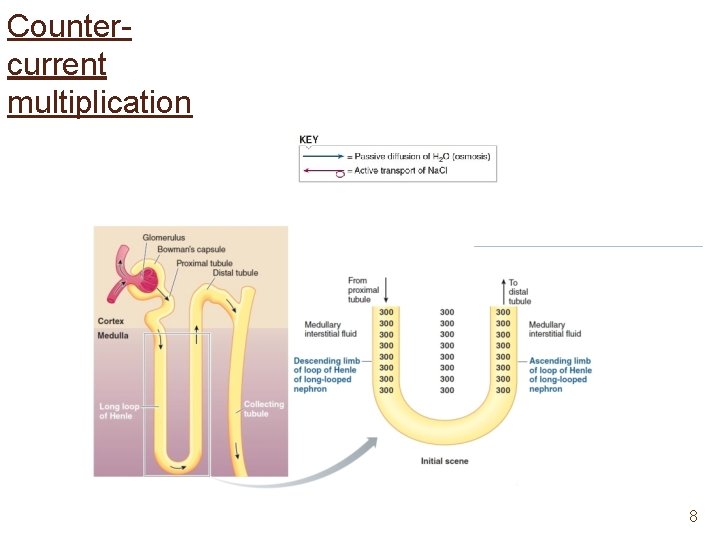 Countercurrent multiplication 8 