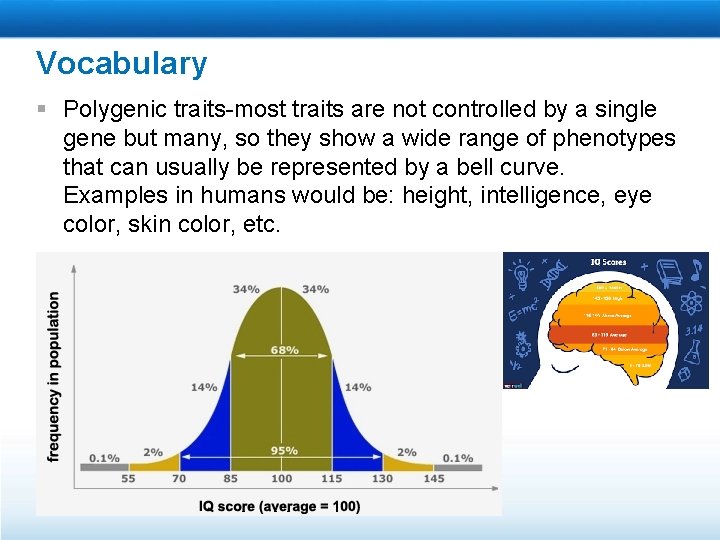 Vocabulary § Polygenic traits-most traits are not controlled by a single gene but many,