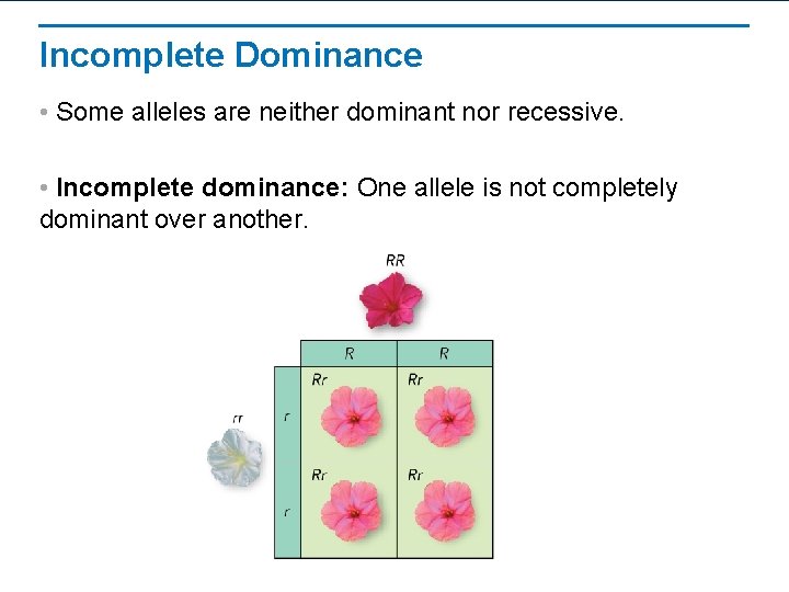 Incomplete Dominance • Some alleles are neither dominant nor recessive. • Incomplete dominance: One