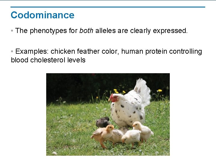 Codominance • The phenotypes for both alleles are clearly expressed. • Examples: chicken feather