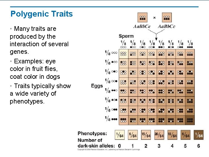 Polygenic Traits • Many traits are produced by the interaction of several genes. •