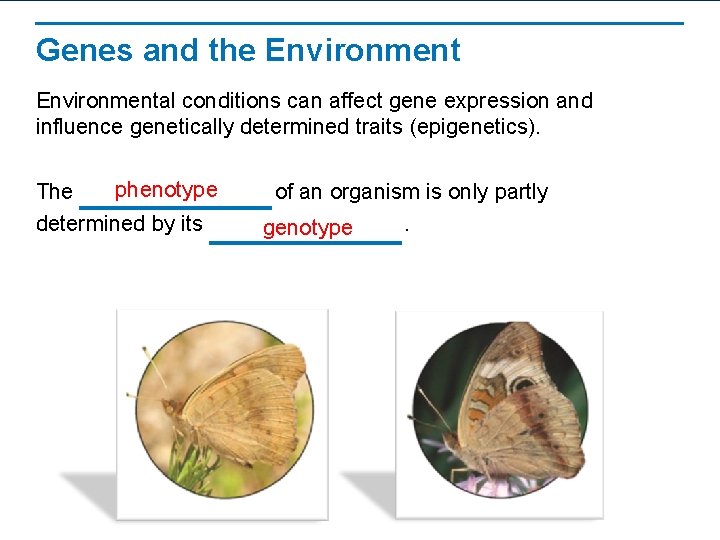 Genes and the Environmental conditions can affect gene expression and influence genetically determined traits