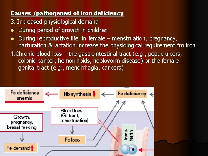 Causes /pathogenesi of iron deficiency 3. Increased physiological demand l During period of growth