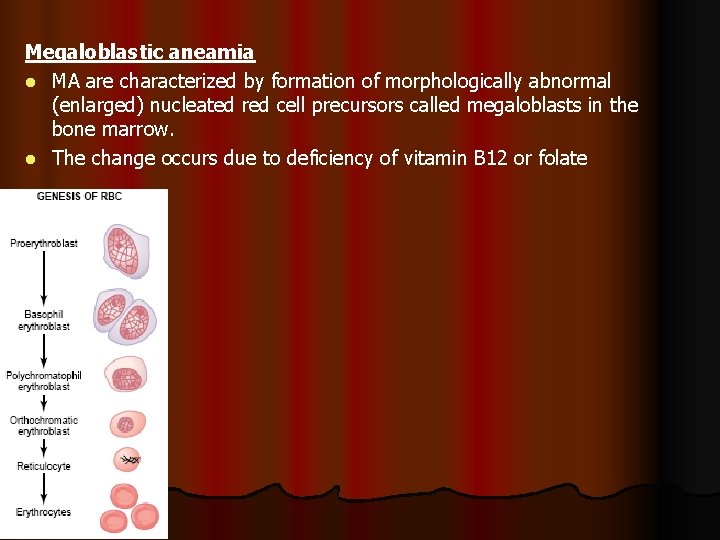 Megaloblastic aneamia l MA are characterized by formation of morphologically abnormal (enlarged) nucleated red