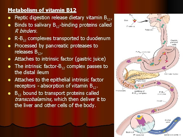 Metabolism of vitamin B 12 l Peptic digestion release dietary vitamin B 12, l