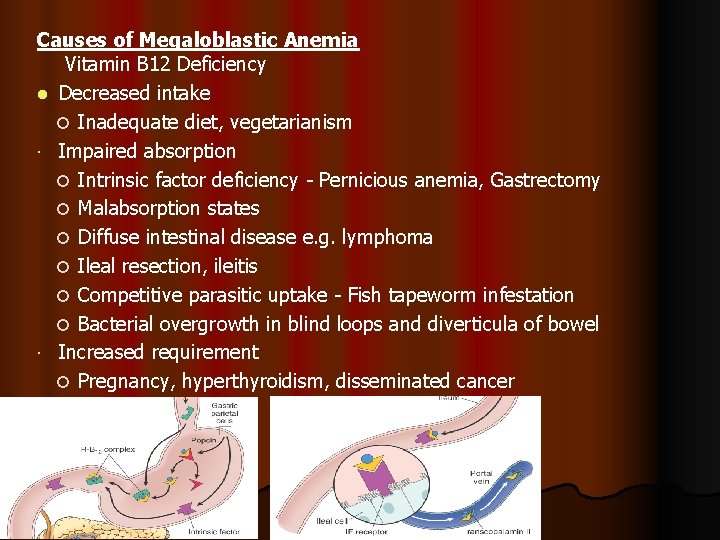 Causes of Megaloblastic Anemia Vitamin B 12 Deficiency l Decreased intake Inadequate diet, vegetarianism