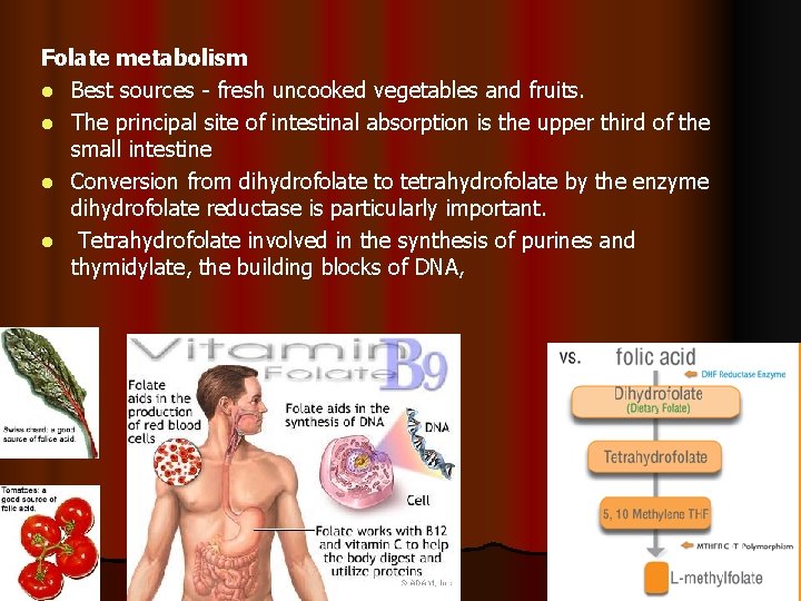 Folate metabolism l Best sources - fresh uncooked vegetables and fruits. l The principal
