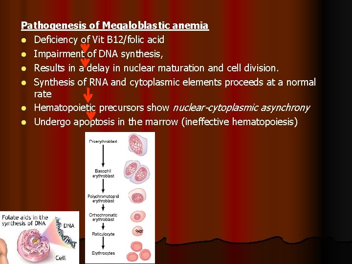 Pathogenesis of Megaloblastic anemia l Deficiency of Vit B 12/folic acid l Impairment of