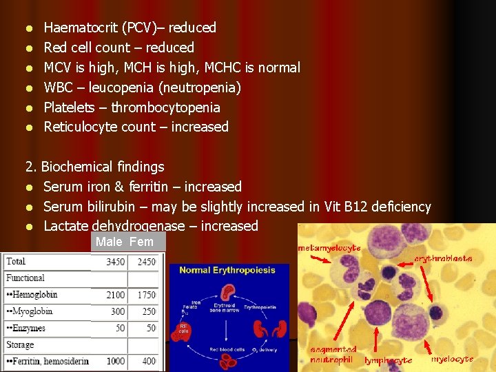 l l l Haematocrit (PCV)– reduced Red cell count – reduced MCV is high,