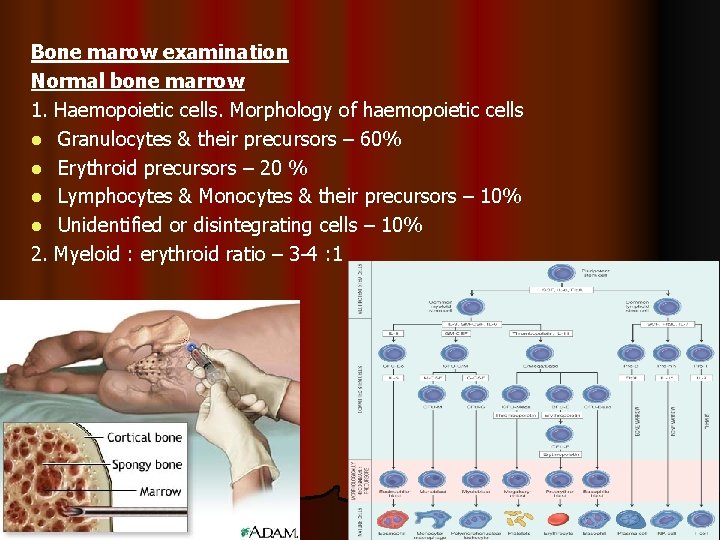 Bone marow examination Normal bone marrow 1. Haemopoietic cells. Morphology of haemopoietic cells l