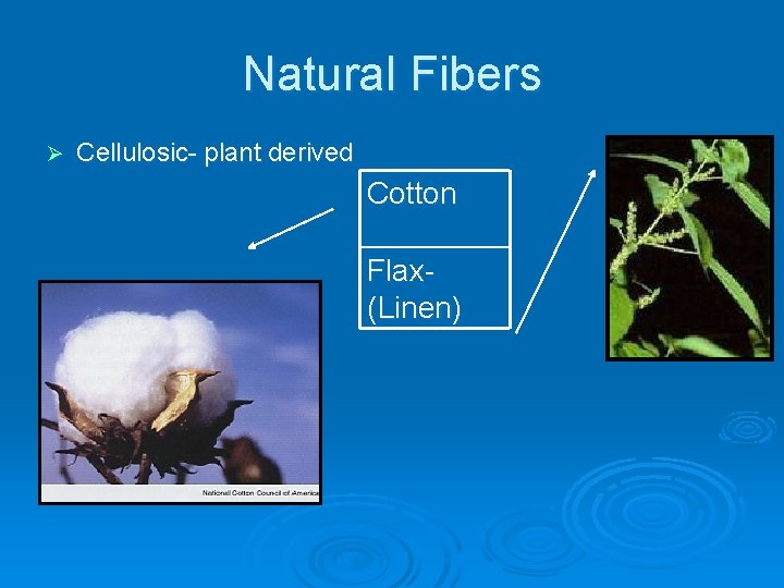 Natural Fibers Ø Cellulosic- plant derived Cotton Flax(Linen) 