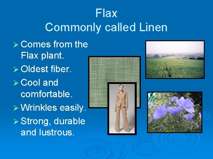 Flax Commonly called Linen Ø Comes from the Flax plant. Ø Oldest fiber. Ø