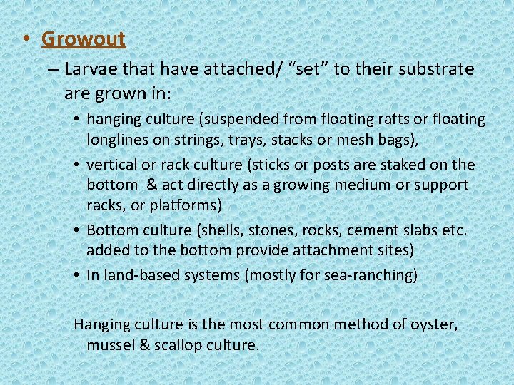 • Growout – Larvae that have attached/ “set” to their substrate are grown • Growout – Larvae that have attached/ “set” to their substrate are grown