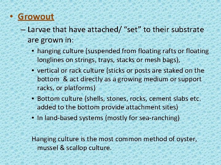  • Growout – Larvae that have attached/ “set” to their substrate are grown