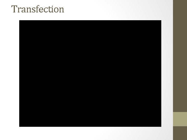 Transfection 