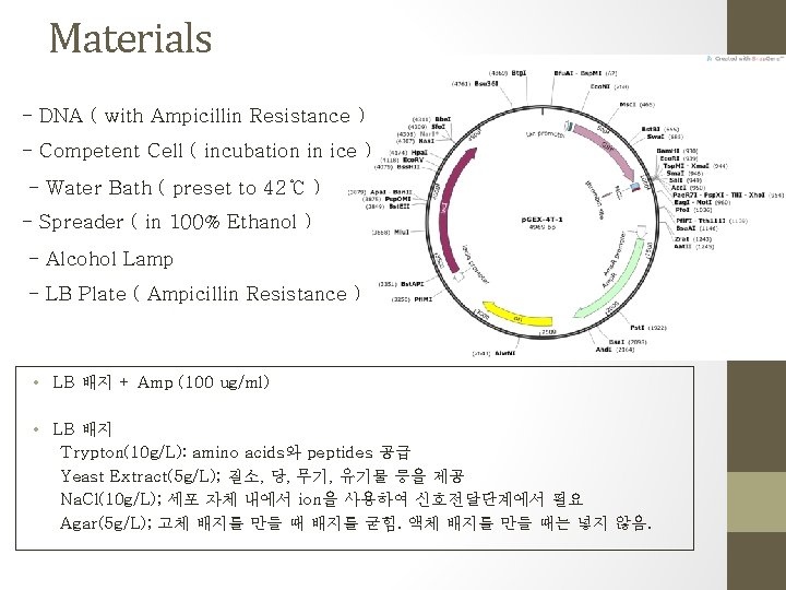 Materials - DNA ( with Ampicillin Resistance ) - Competent Cell ( incubation in