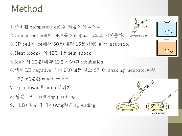 Method 1. 준비된 competent cell을 얼음에서 녹인다. 2. Competent cell에 DNA를 2 ml 넣고