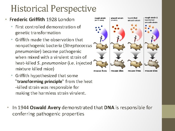 Historical Perspective • Frederic Griffith 1928 London • First controlled demonstration of genetic transformation