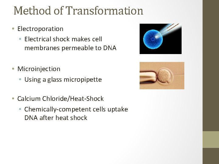 Method of Transformation • Electroporation • Electrical shock makes cell membranes permeable to DNA