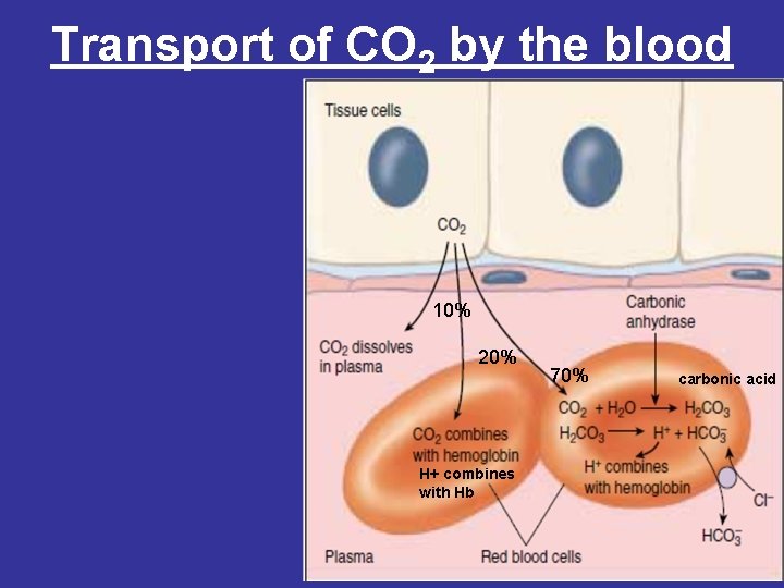Transport of CO 2 by the blood 10% 20% H+ combines with Hb 70%