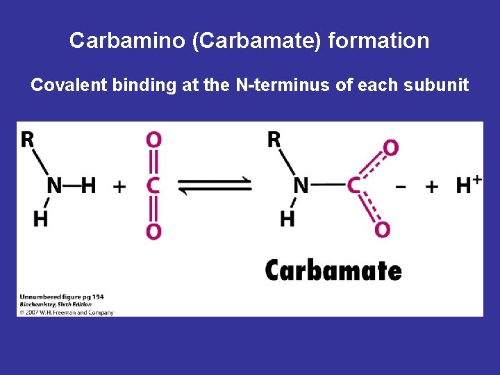Carbamino (Carbamate) formation Covalent binding at the N-terminus of each subunit 