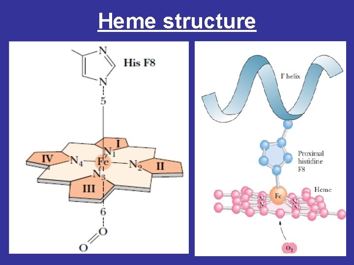 Heme structure 