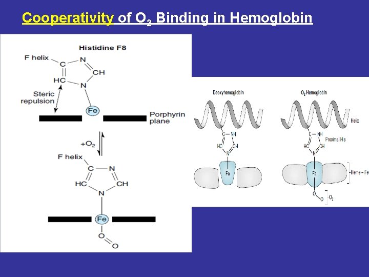 Cooperativity of O 2 Binding in Hemoglobin 