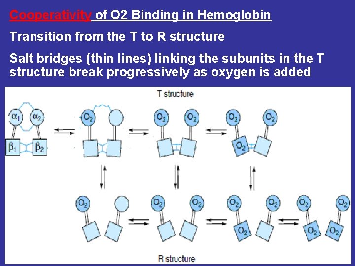 Cooperativity of O 2 Binding in Hemoglobin Transition from the T to R structure