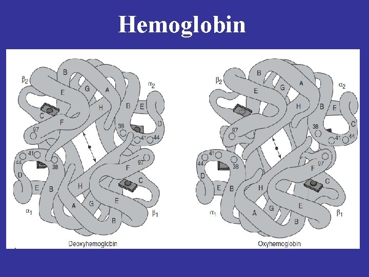 Hemoglobin 